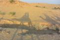 09-11-14 Balade dans le désert du Thar (2)