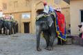12-11-14 Fort d'Amber, Jaipur (4)